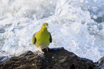 アオバト 大磯照ヶ崎海岸 2023年10月21日(土)