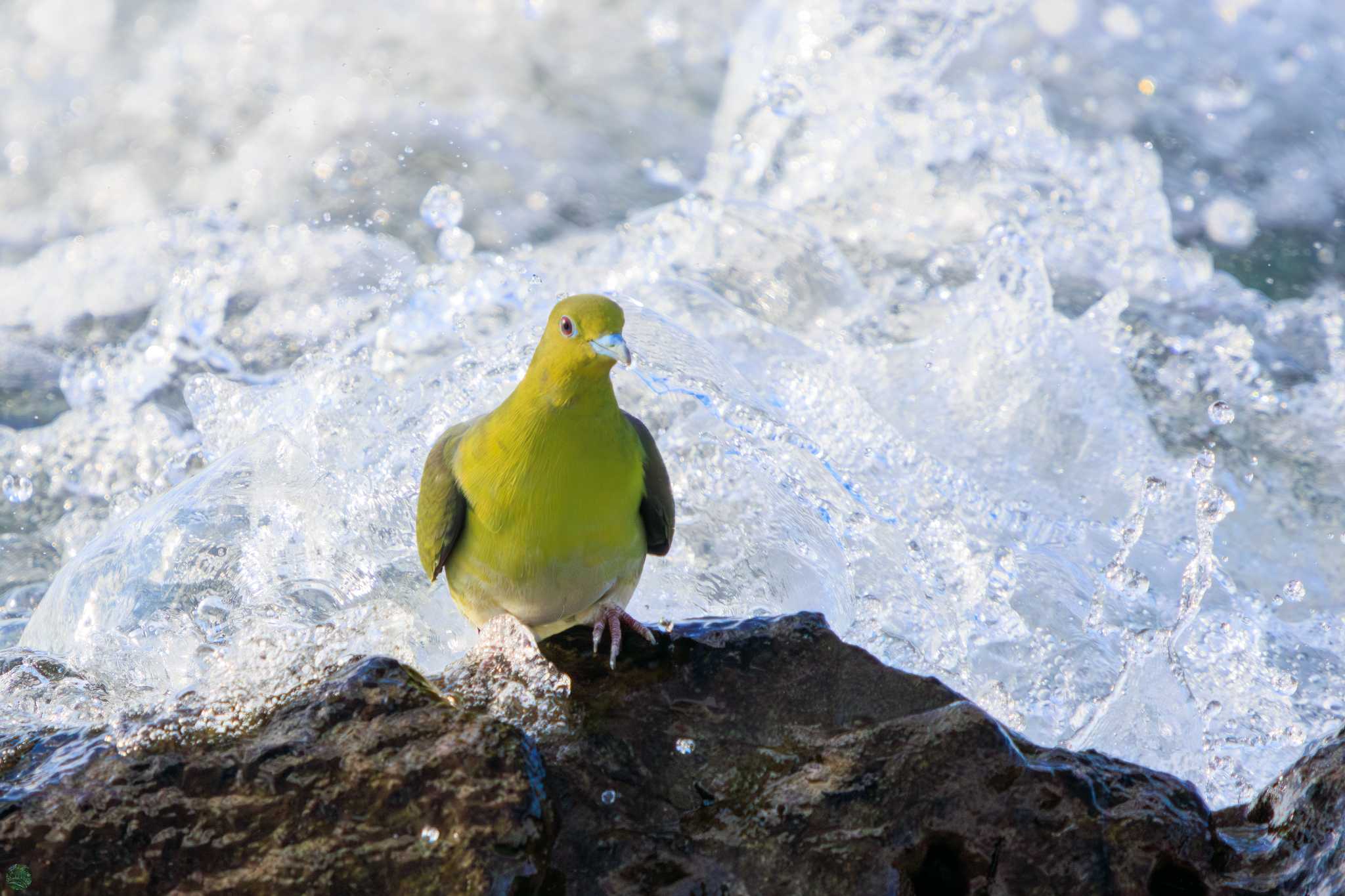 White-bellied Green Pigeon