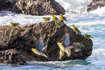 アオバト 大磯照ヶ崎海岸 2023年10月21日(土)