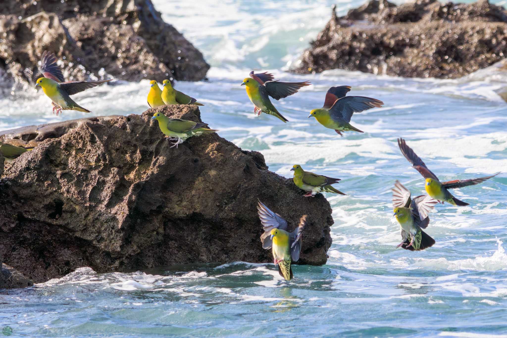 Photo of White-bellied Green Pigeon at Terugasaki Beach by d3_plus