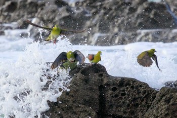 アオバト 大磯照ヶ崎海岸 2023年10月21日(土)