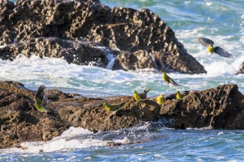 アオバト 大磯照ヶ崎海岸 2023年10月21日(土)