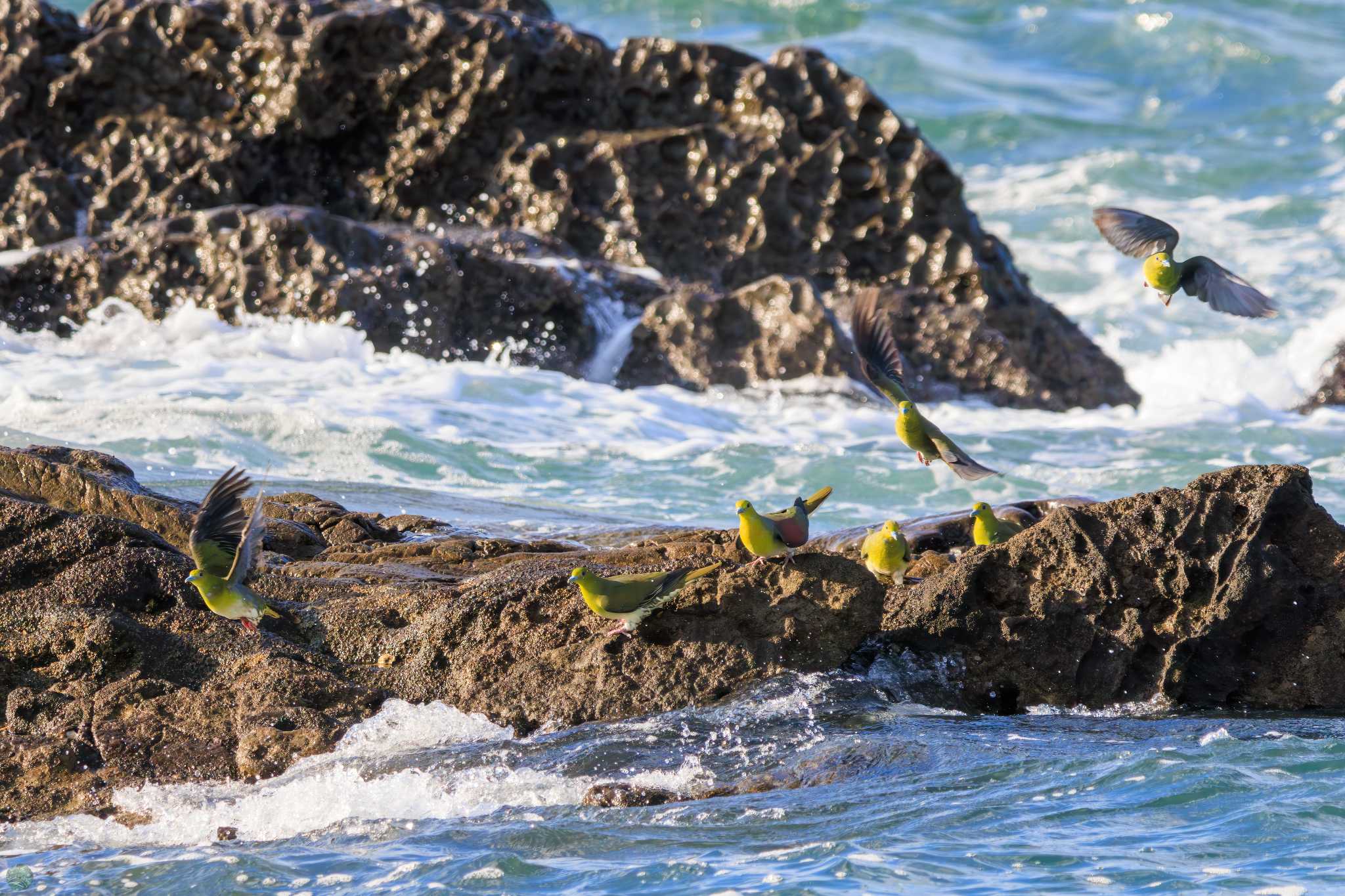 Photo of White-bellied Green Pigeon at Terugasaki Beach by d3_plus