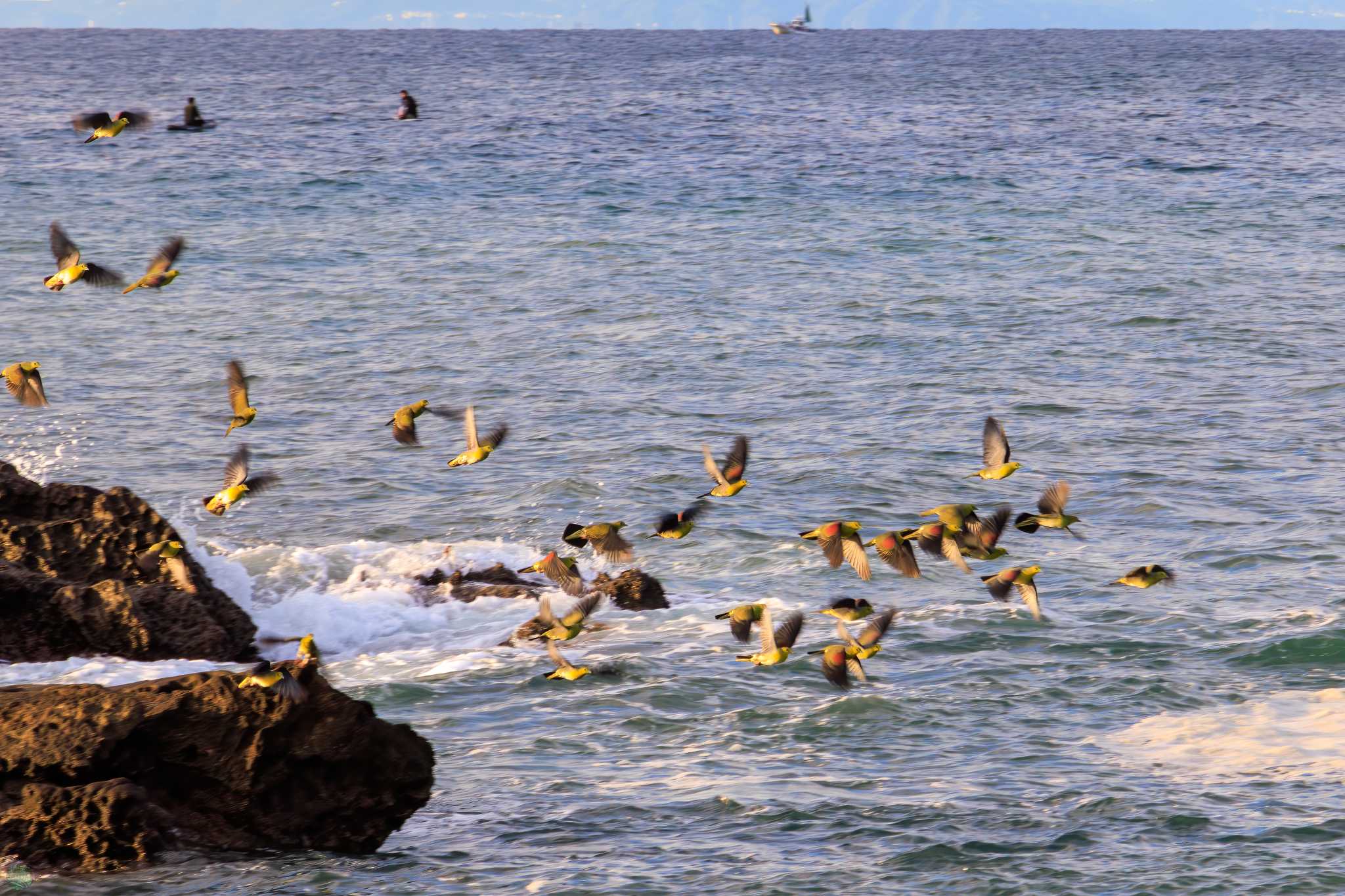 大磯照ヶ崎海岸 アオバトの写真