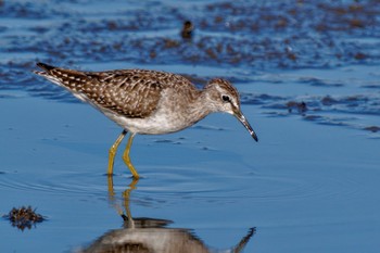 Wood Sandpiper Inashiki Sat, 10/14/2023