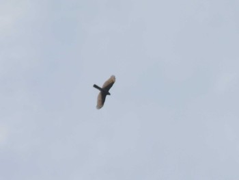Eurasian Sparrowhawk 武山(神奈川県横須賀市) Sat, 10/28/2023