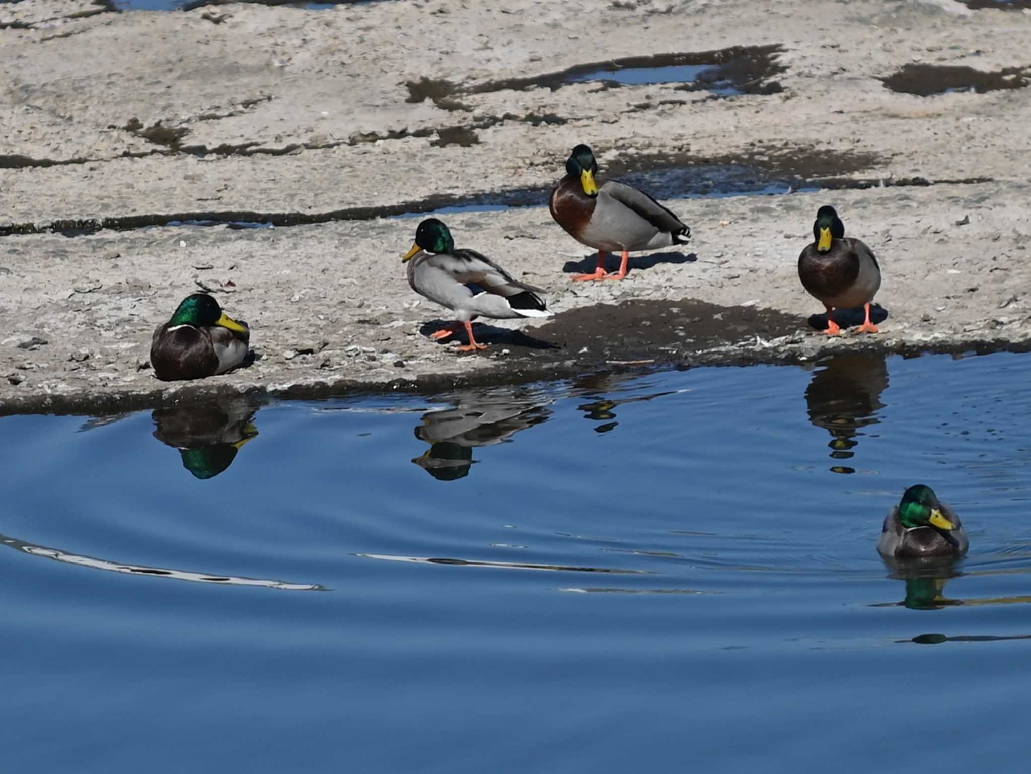 Photo of Mallard at 立田山 by jo6ehm