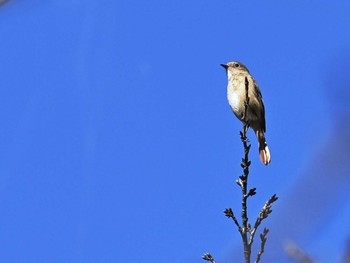 2023年10月31日(火) 立田山の野鳥観察記録