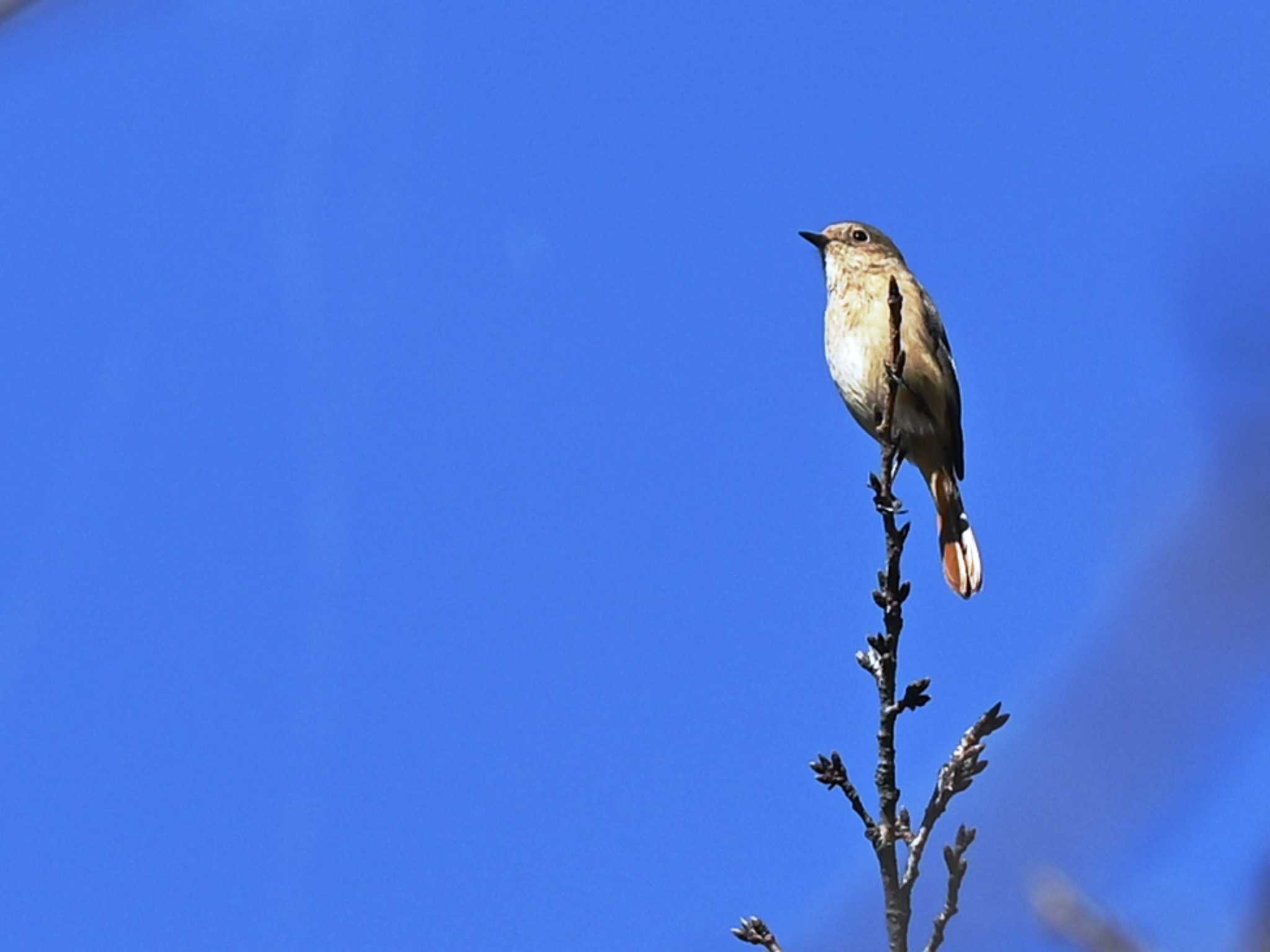 Daurian Redstart