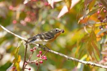 ムギマキ 菊水山、周辺公園 2023年10月30日(月)