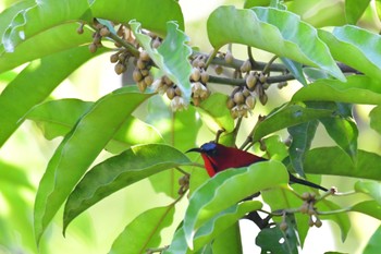Crimson Sunbird Sepilok--Rainforest Discovery Center Sun, 10/22/2023