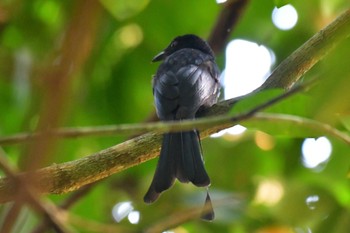 Greater Racket-tailed Drongo Sepilok--Rainforest Discovery Center Sun, 10/22/2023