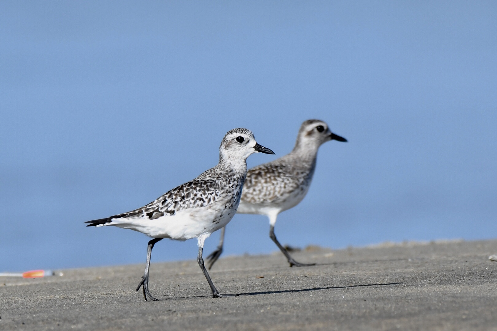 Photo of Grey Plover at  by 倶利伽羅