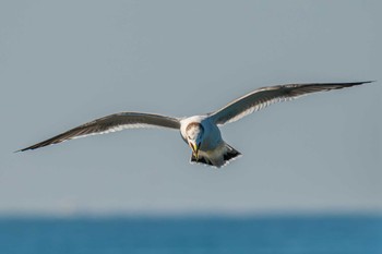 Black-tailed Gull 長井漁港 Wed, 11/1/2023