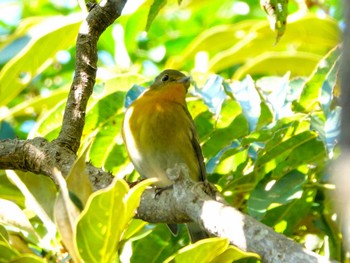 Mugimaki Flycatcher 稲佐山公園 Wed, 11/1/2023