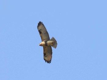 2023年10月28日(土) 神奈川県横須賀市の野鳥観察記録