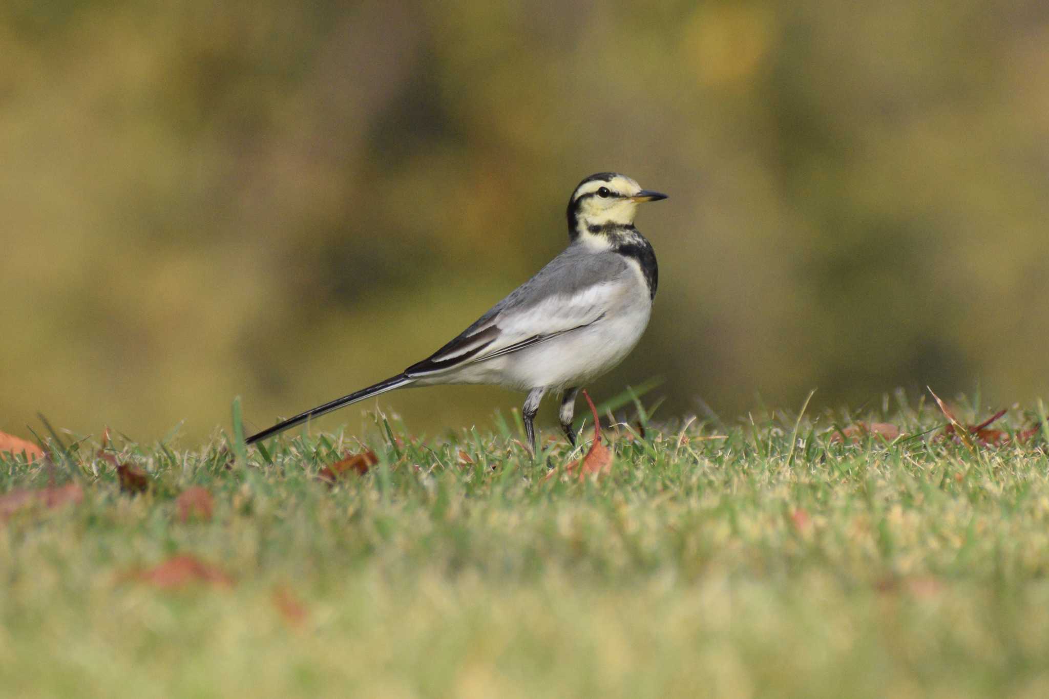 Photo of White Wagtail at Shinjuku Gyoen National Garden by NM🐥📷