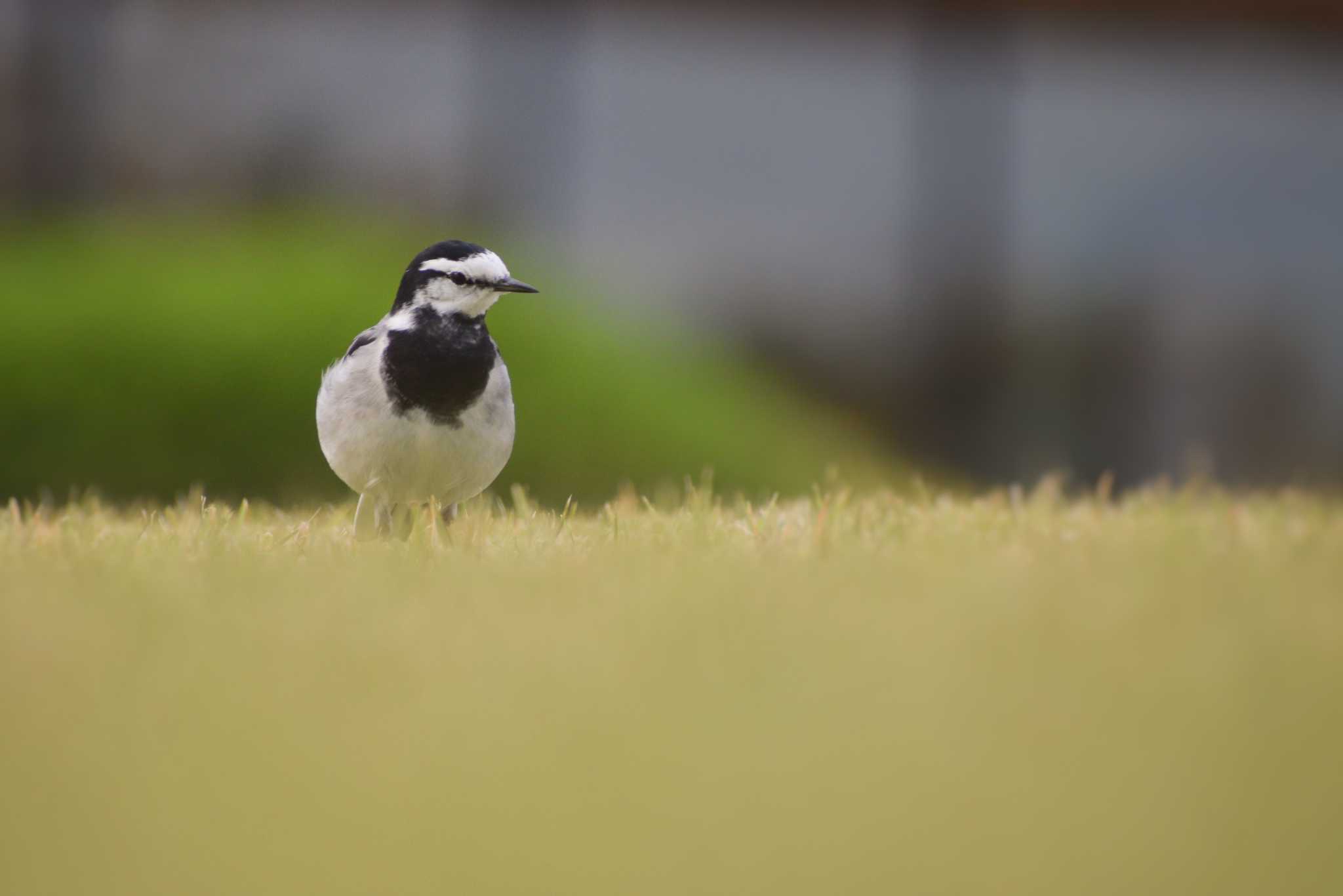 White Wagtail