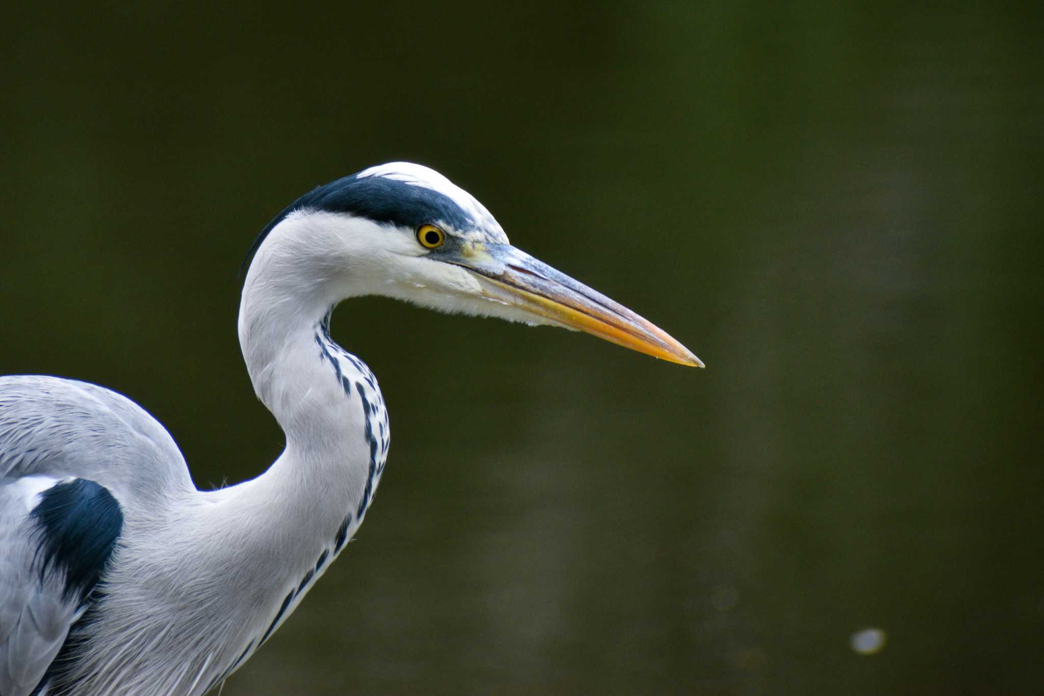 Photo of Grey Heron at Shinjuku Gyoen National Garden by NM🐥📷