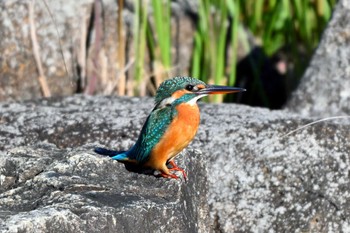 カワセミ 大高緑地公園 2023年11月1日(水)