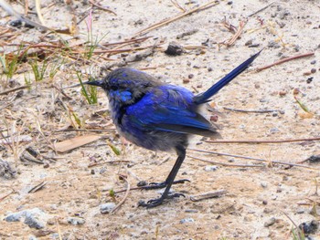 Splendid Fairywren Cheynes Beach Fri, 10/13/2023