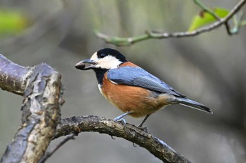 2023年11月1日(水) 北本自然観察公園の野鳥観察記録