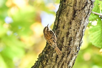 キバシリ 埼玉県民の森 2023年10月29日(日)