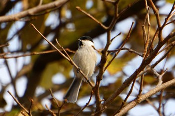 Marsh Tit えこりん村(恵庭市 Tue, 10/31/2023