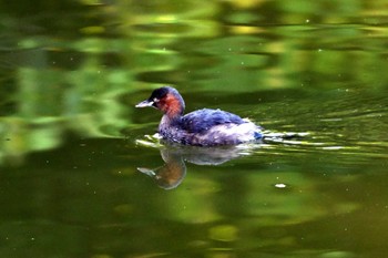 カイツブリ 大高緑地公園 2023年11月1日(水)