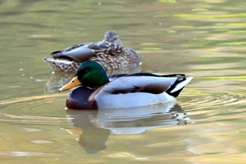 マガモ 大高緑地公園 2023年11月1日(水)