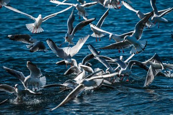 Black-headed Gull 長井漁港 Wed, 11/1/2023