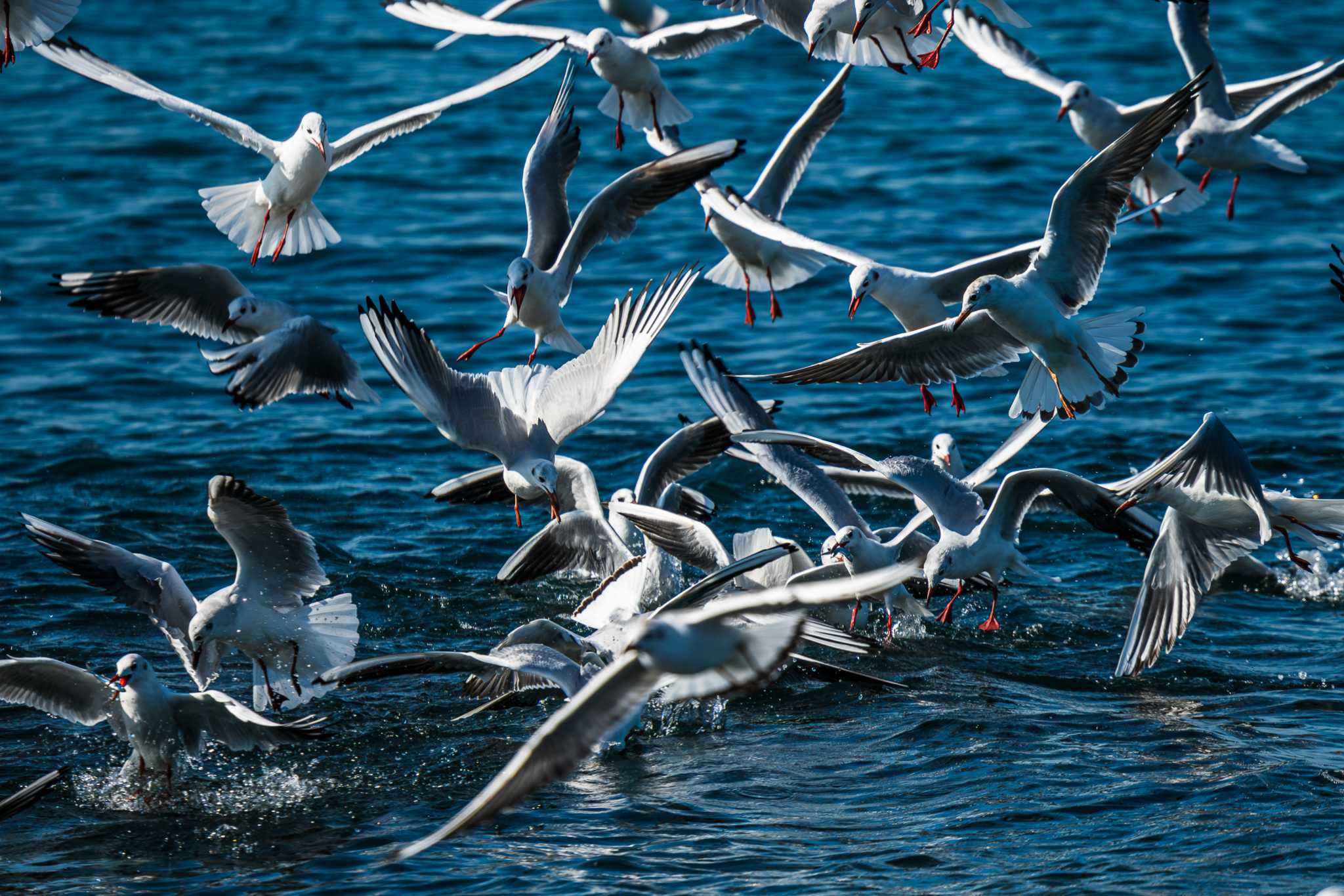 長井漁港 ユリカモメの写真 by Tosh@Bird