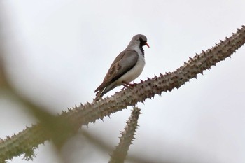 Namaqua Dove