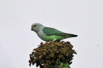 Grey-headed Lovebird