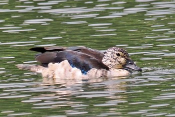 Knob-billed Duck