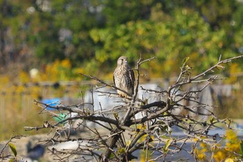 2023年11月1日(水) 野崎川流域(知多市)の野鳥観察記録