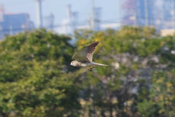 コチョウゲンボウ 野崎川流域(知多市) 2023年11月1日(水)