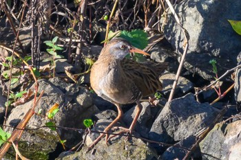 Brown-cheeked Rail 梅田川遊水地 Wed, 11/1/2023