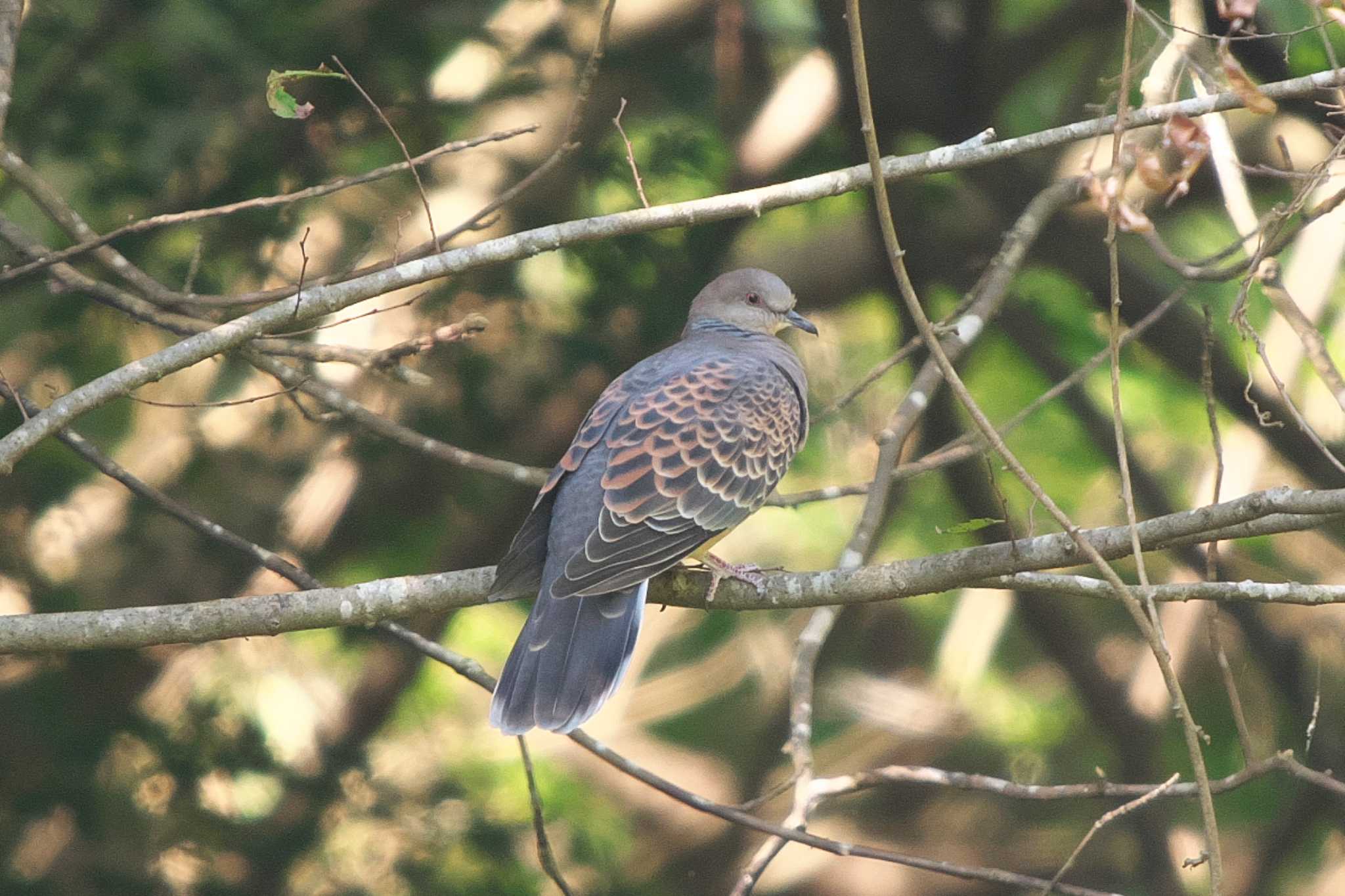 Oriental Turtle Dove