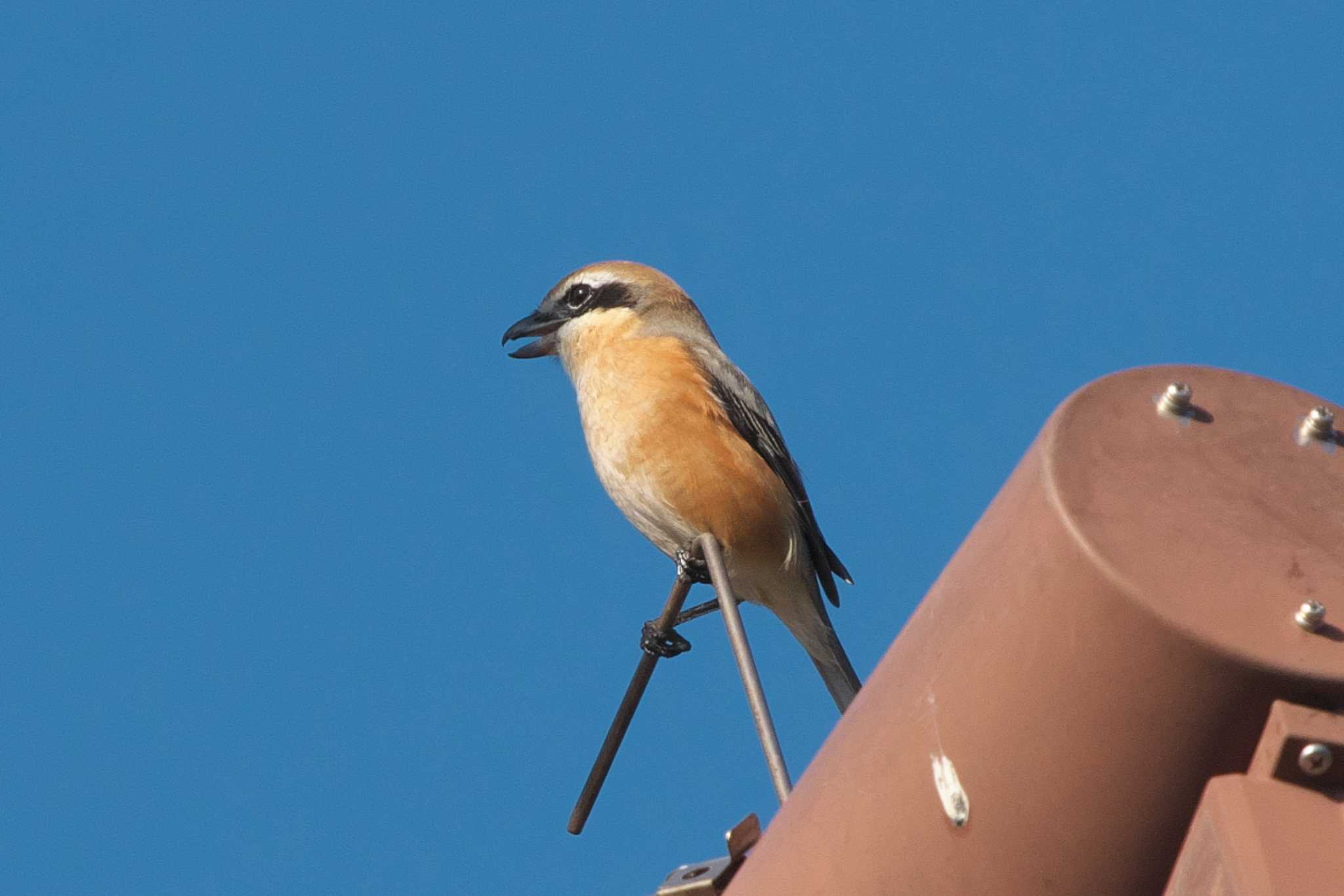 Bull-headed Shrike