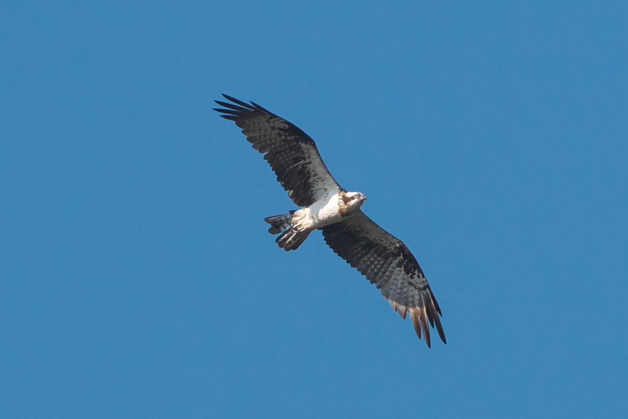 Photo of Osprey at 池子の森自然公園 by Y. Watanabe