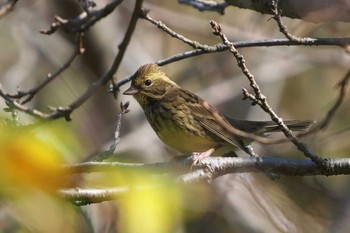 Wed, 11/1/2023 Birding report at 池子の森自然公園