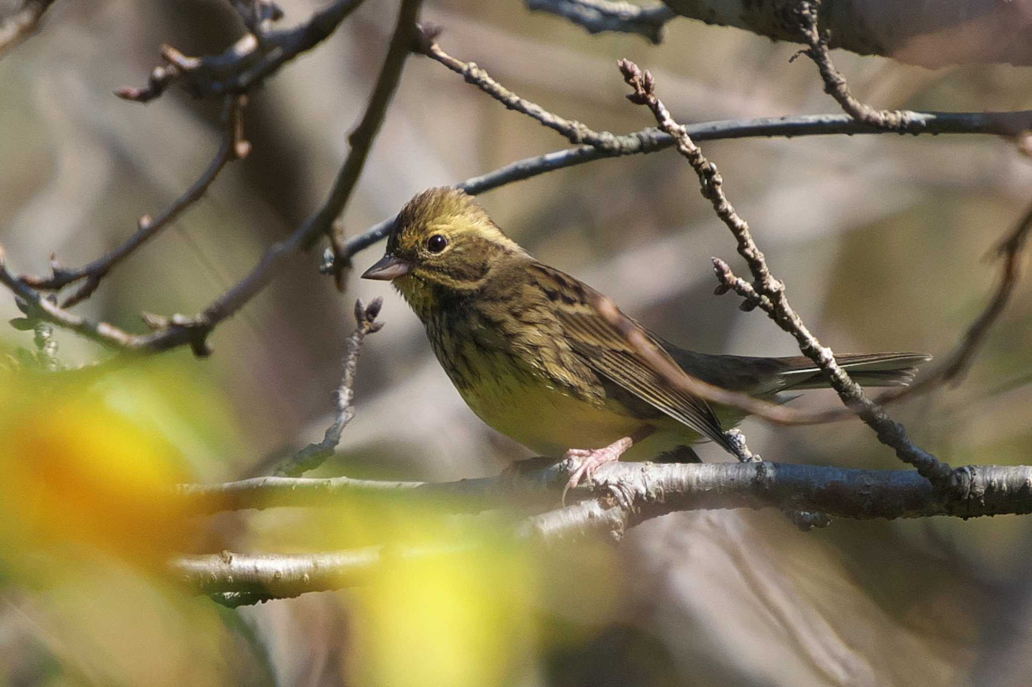 Photo of Masked Bunting at 池子の森自然公園 by Y. Watanabe