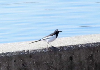 Japanese Wagtail 多摩川二ヶ領上河原堰 Wed, 11/1/2023