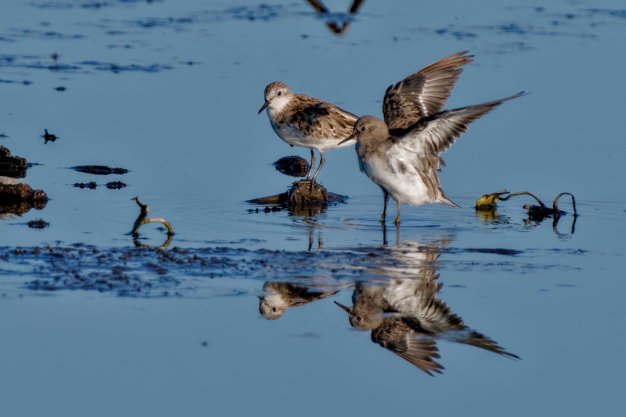 Temminck's Stint