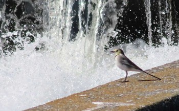 White Wagtail 多摩川二ヶ領上河原堰 Wed, 11/1/2023