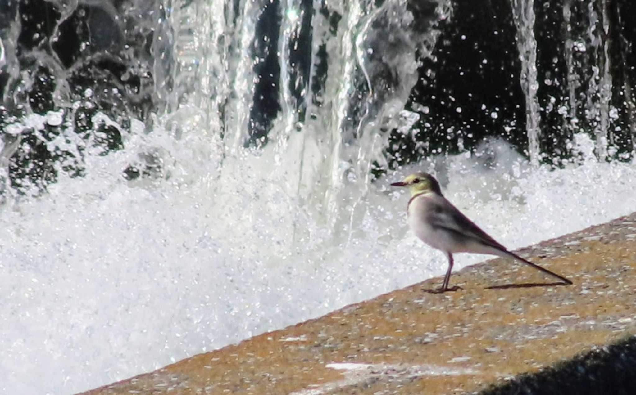 Photo of White Wagtail at 多摩川二ヶ領上河原堰 by ashi