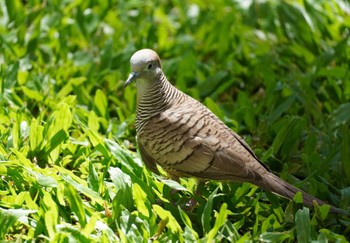 Wed, 10/25/2023 Birding report at Hilton Hawaiian Village Beach Resort & Spa