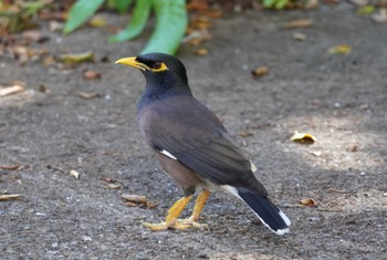 Common Myna Hilton Hawaiian Village Beach Resort & Spa Wed, 10/25/2023