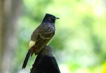 Red-vented Bulbul Hilton Hawaiian Village Beach Resort & Spa Wed, 10/25/2023